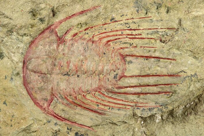 Selenopeltis Trilobite With Red Spines - Fezouata Formation #270543